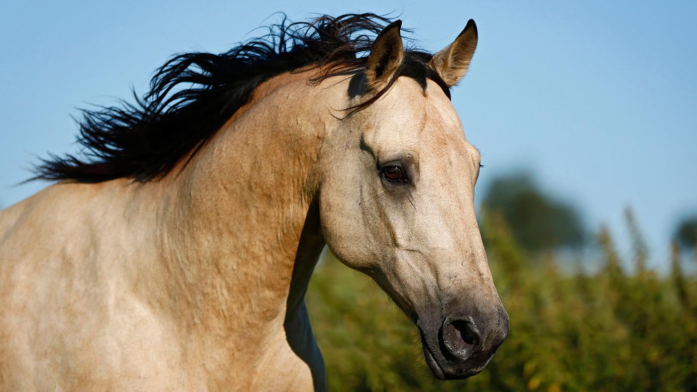 horse colours