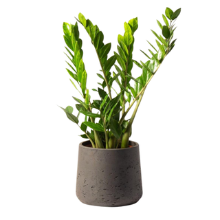 A Perfect Plants ZZ Plant from Amazon