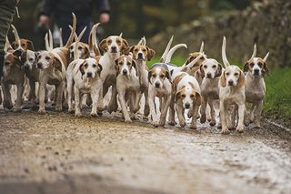 beagles