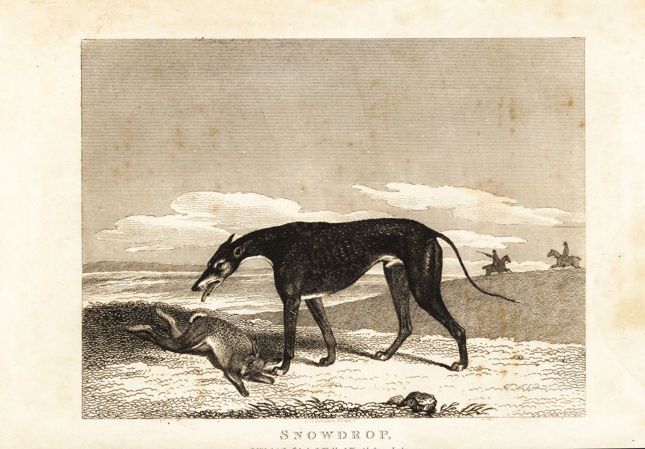 Engraving of a greyhound named Snowdrop standing over a hare, with two horsemen in the background. Created in 1812 after a painting by Clifton Tomson. Snowdrop was a champion coursing dog owned by Rev. Francis Best.Ask ChatGPT