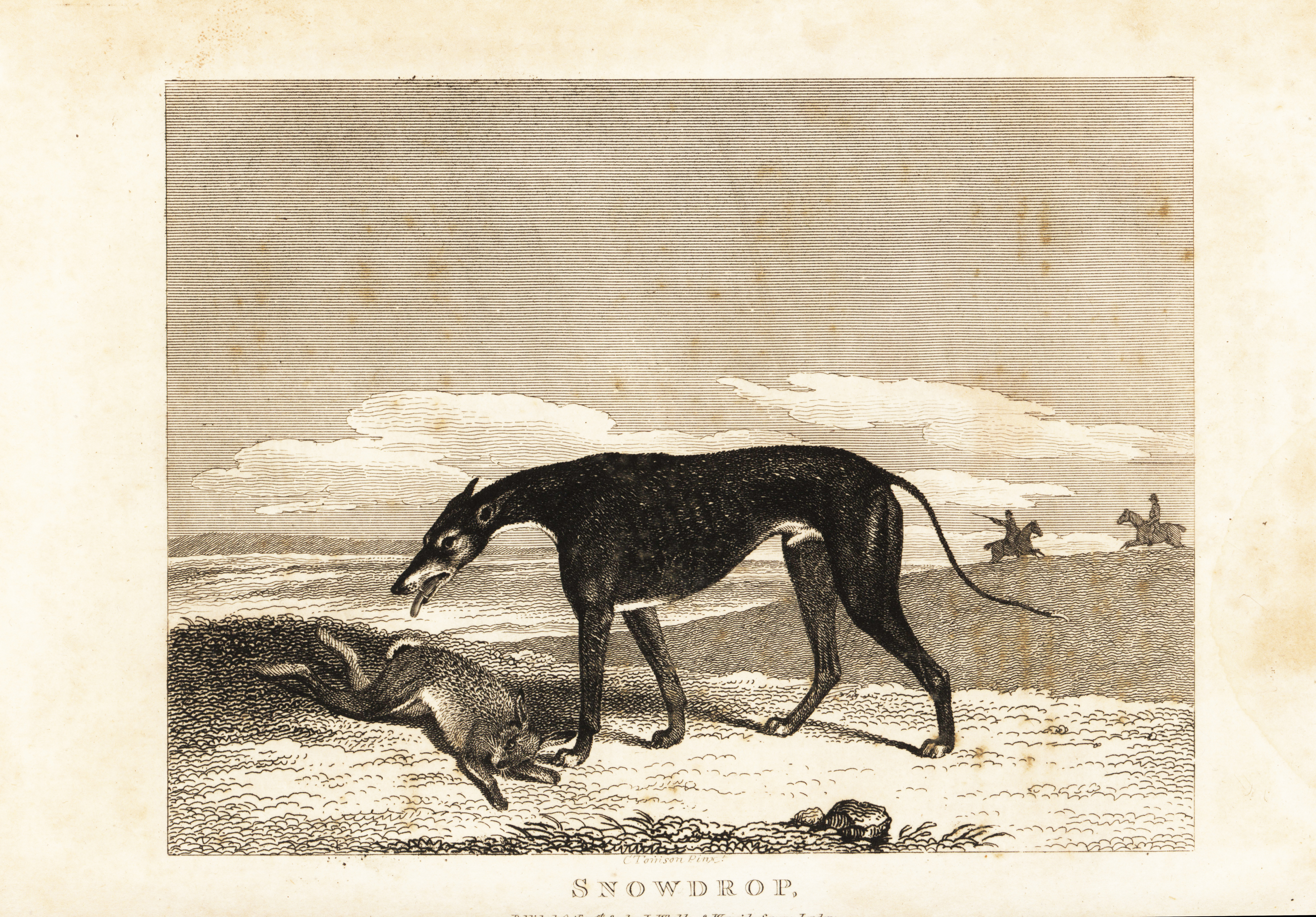 Engraving of a greyhound named Snowdrop standing over a hare, with two horsemen in the background. Created in 1812 after a painting by Clifton Tomson. Snowdrop was a champion coursing dog owned by Rev. Francis Best.Ask ChatGPT