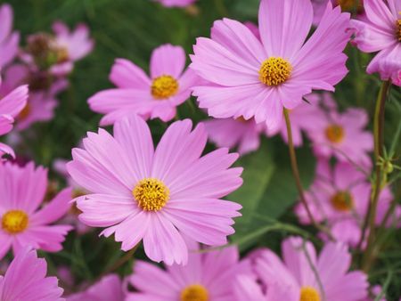 Pink Cosmos Flowers