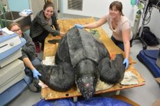 Leatherback turtle
