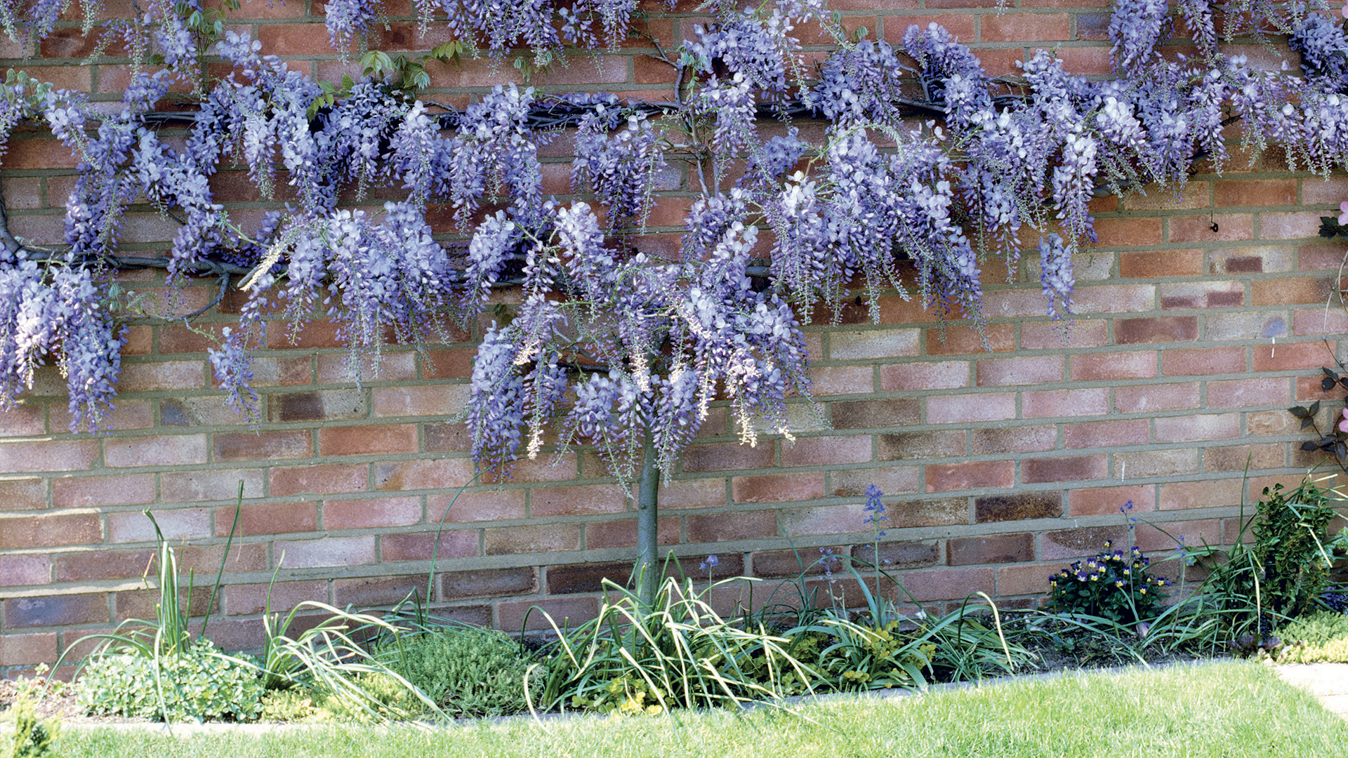 A wisteria free growing up a brick wall in a garden