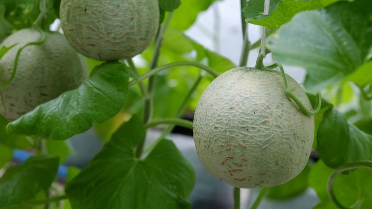 what to plant in a greenhouse – cantaloupe melons
