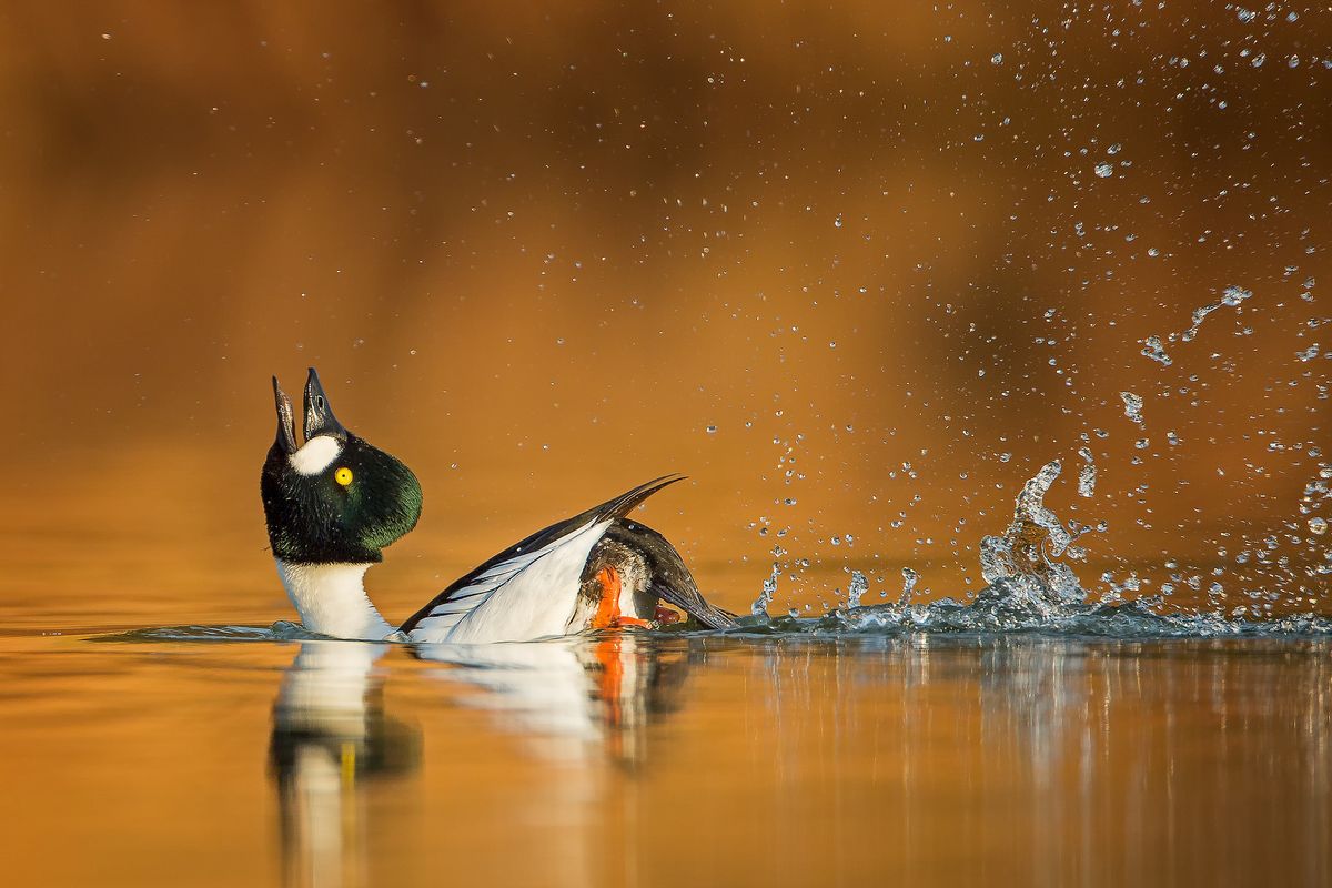 Thomas Hinsche won the Best Portfolio 2019 award for his six spectacular shots