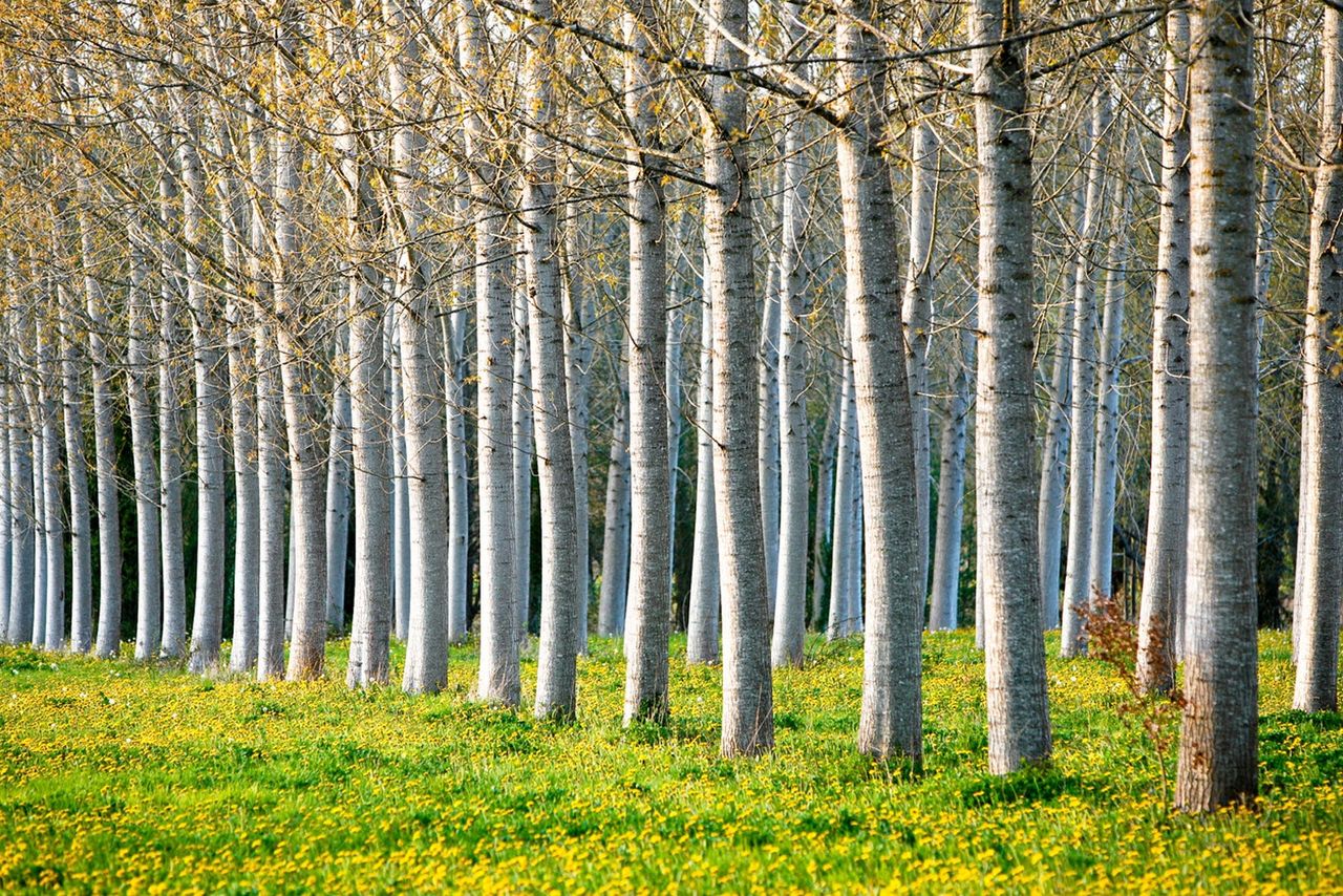 Rows Of Tall Skinny Trees