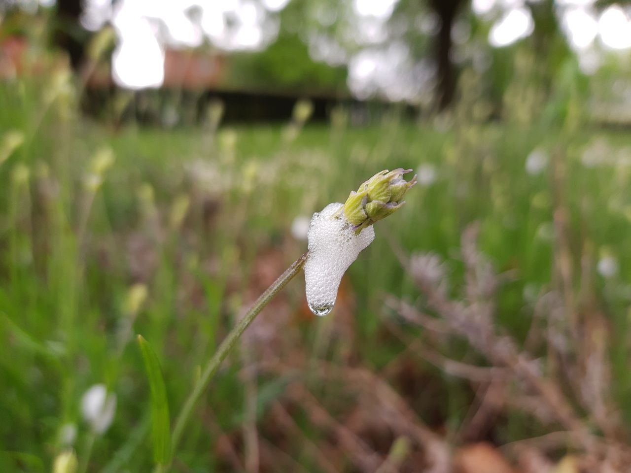 You can grab some bokeh-rich great close-ups. Image credit: TechRadar