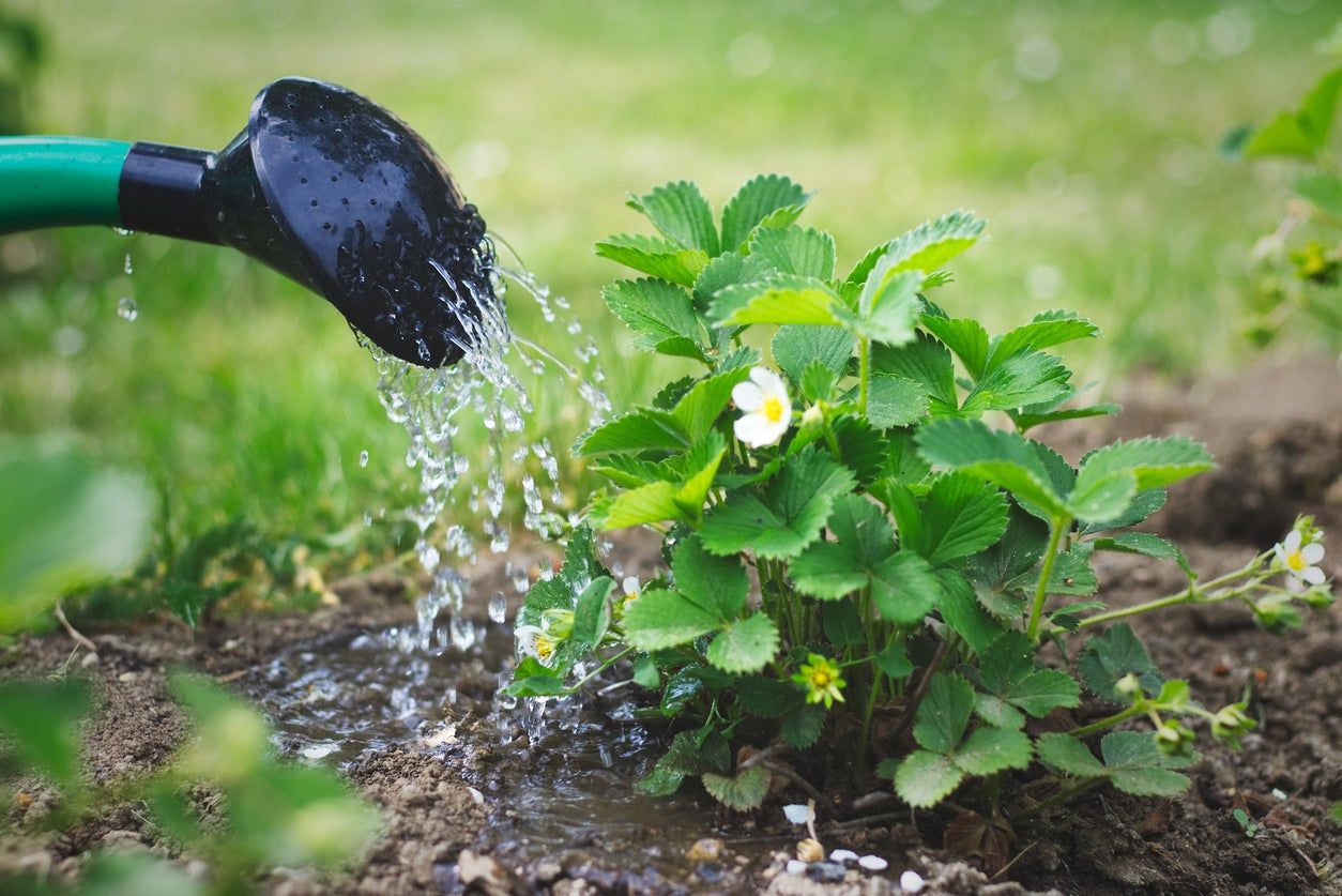 watering strawberries