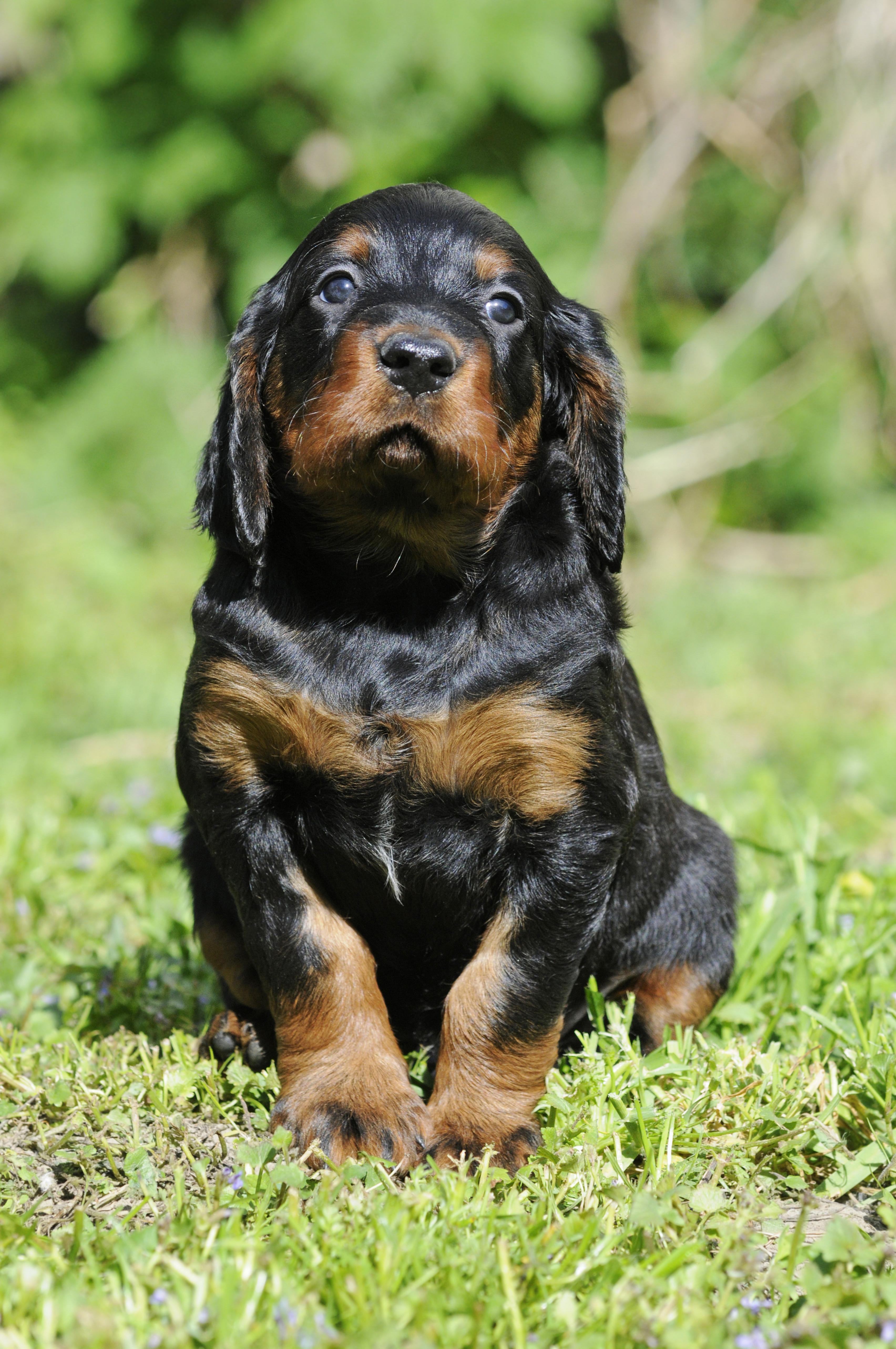A Gordon setter puppy sitting in a grassy field