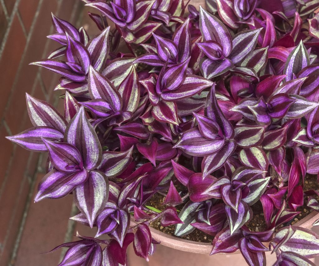 Best indoor hanging plants: 12 trailing varieties