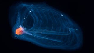 Single pelagic tunicate or salp (Salpa aspera), with transparent body.