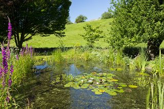 Wildlife pond, wildflowers, pond plants, apple tree and hornbeam tree in a country garden in The Cotswolds, Oxfordshire (©Tim Graham/Getty)