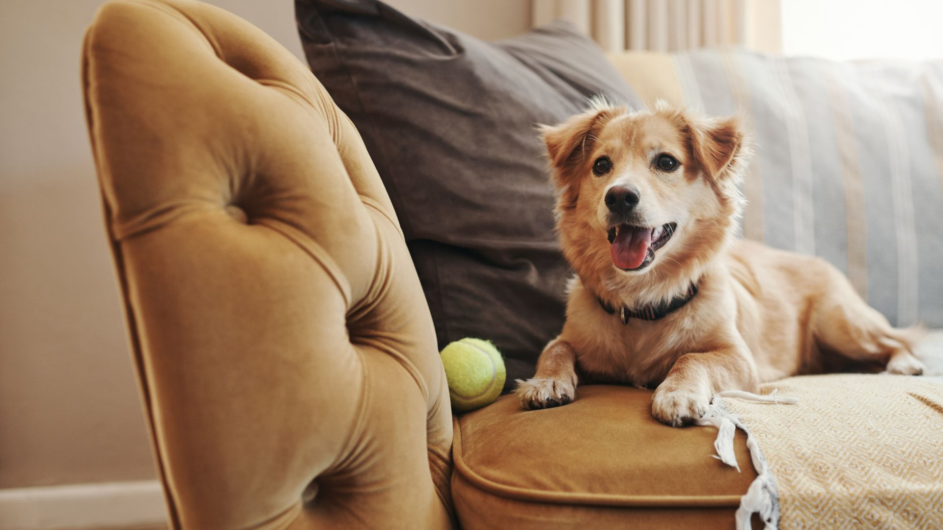 retriever type panting on a couch, a tennis ball next to him