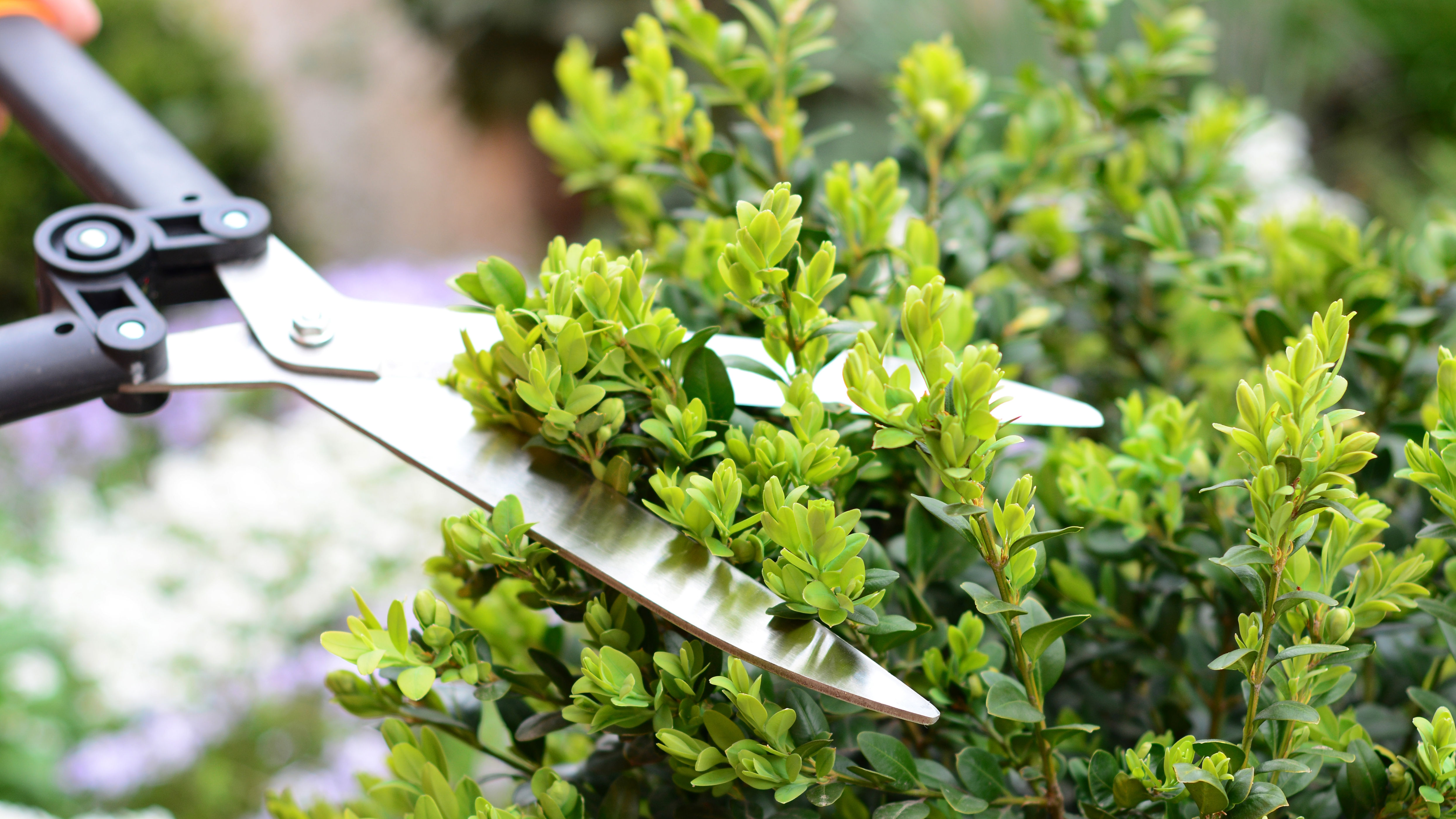 A pair of shears cutting a hedge