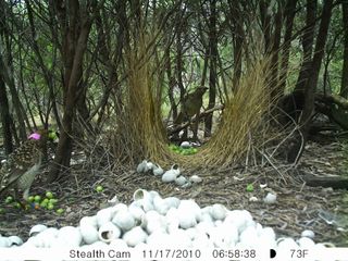 A bowerbird in his bower surrounded by green fruit. 