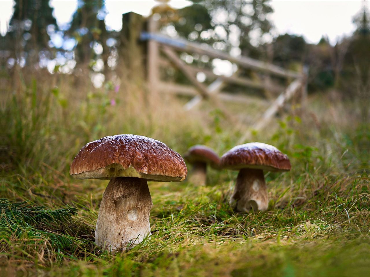 DB4HNH The celebrated wild mushroom, the Cep, Penny Bun, Porcini - all used to describe the Boletus edulis mushroom, highly prized for its culinary qualities