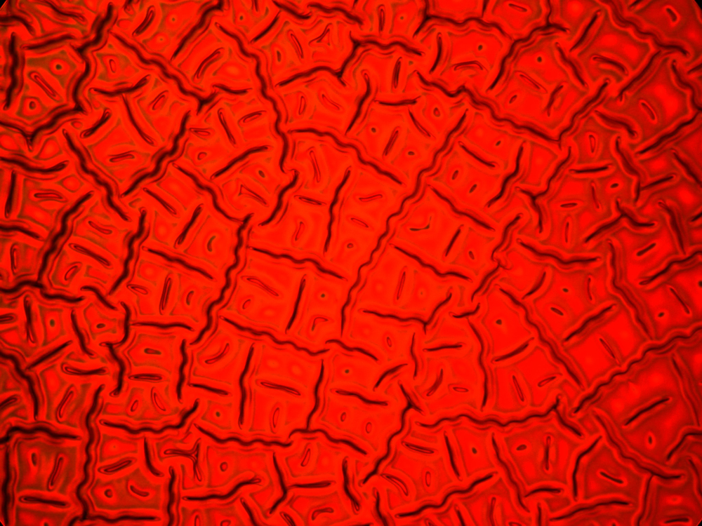 nikon small world competition, photoresist