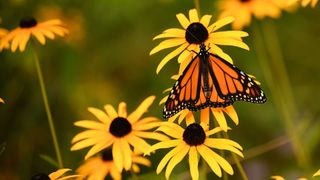 Monarch butterfly on rudbeckia flower