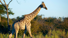 A giraffe in a wild landscape