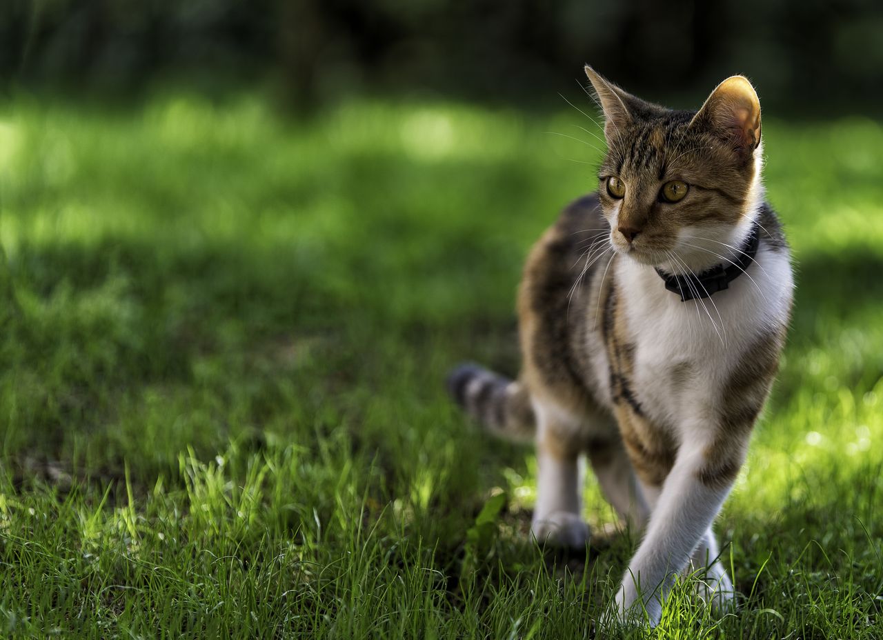 Cat outdoors.