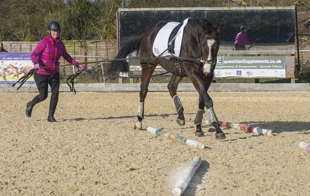 training-ex-racehorses.jpg