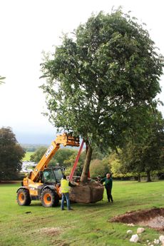 Majestic Trees of St Albans delivering a mature tree.