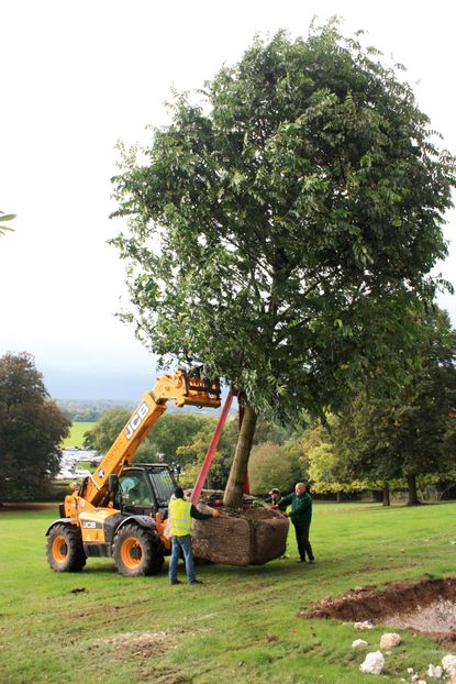 Majestic Trees of St Albans delivering a mature tree.