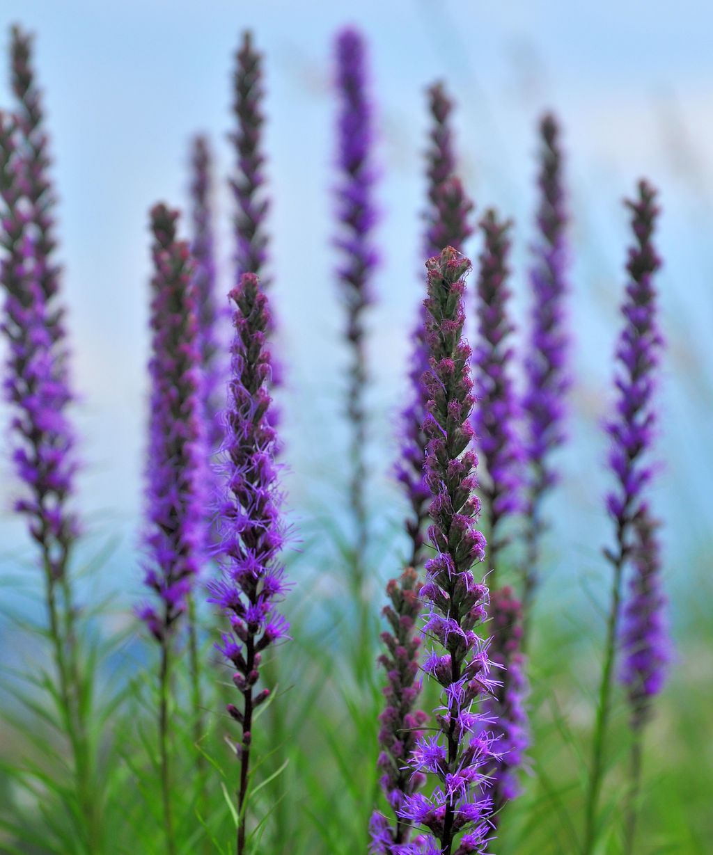 When and how to plant liatris bulbs expert advice to get it right