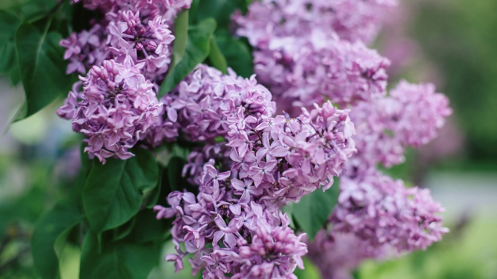 Lilac flowers growing on a bush