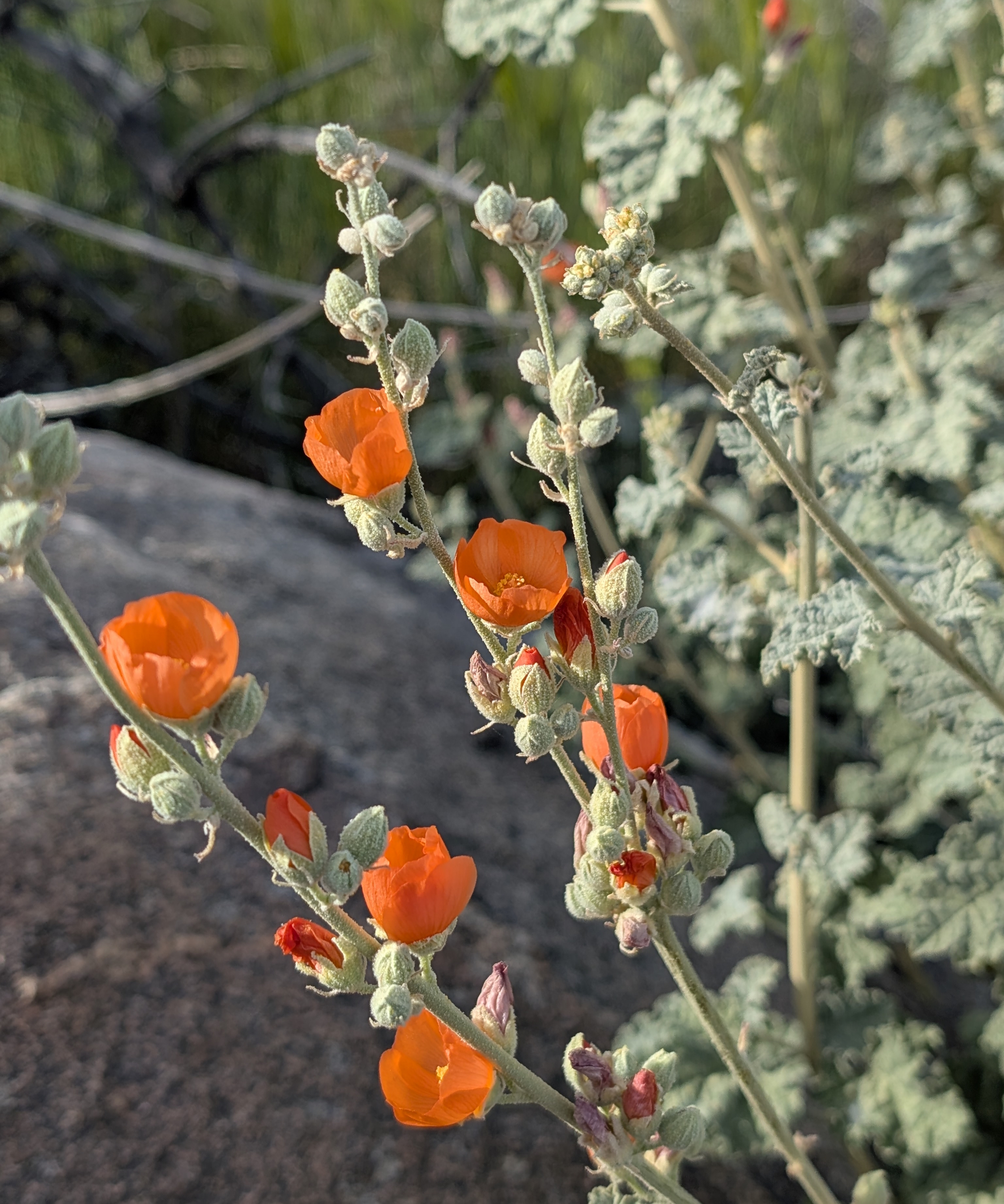 The bright orange flowers and grey-silver stems of the desert mallow