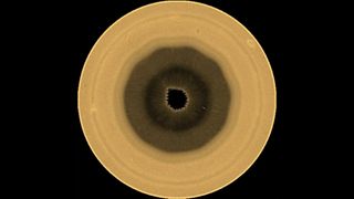 a yellow-brown orb with a ten-sided brown splotch in its center