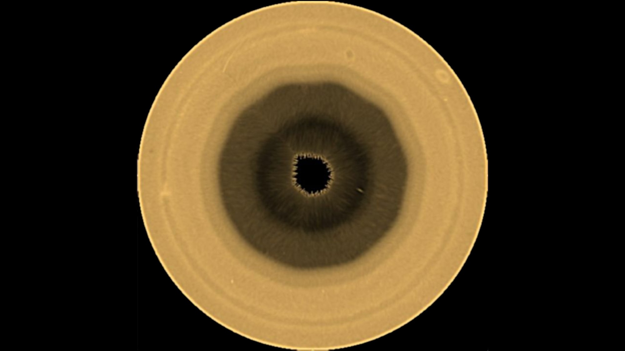 a yellow-brown orb with a ten-sided brown splotch in its center