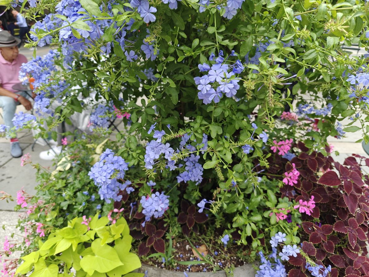 OnePlus Open color reproduction sample.