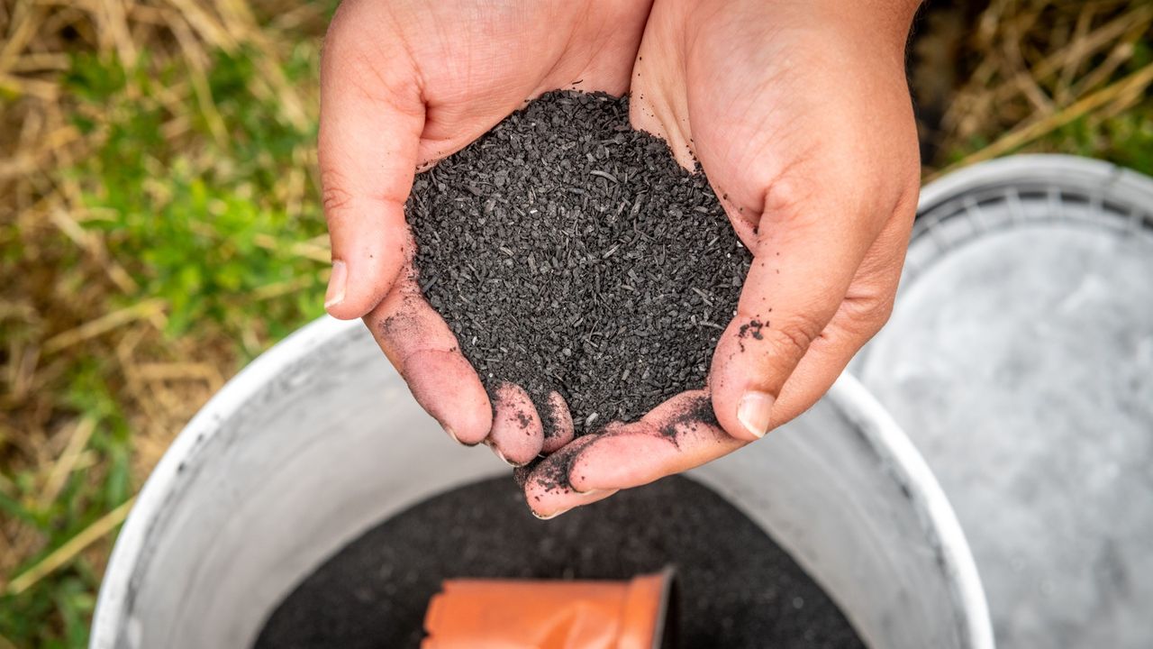 Hand holding biochar over bucket.