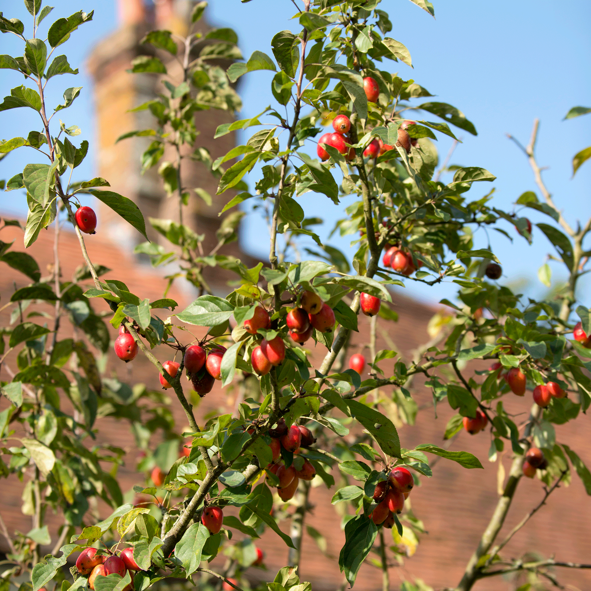 Apple tree in garden with fruit