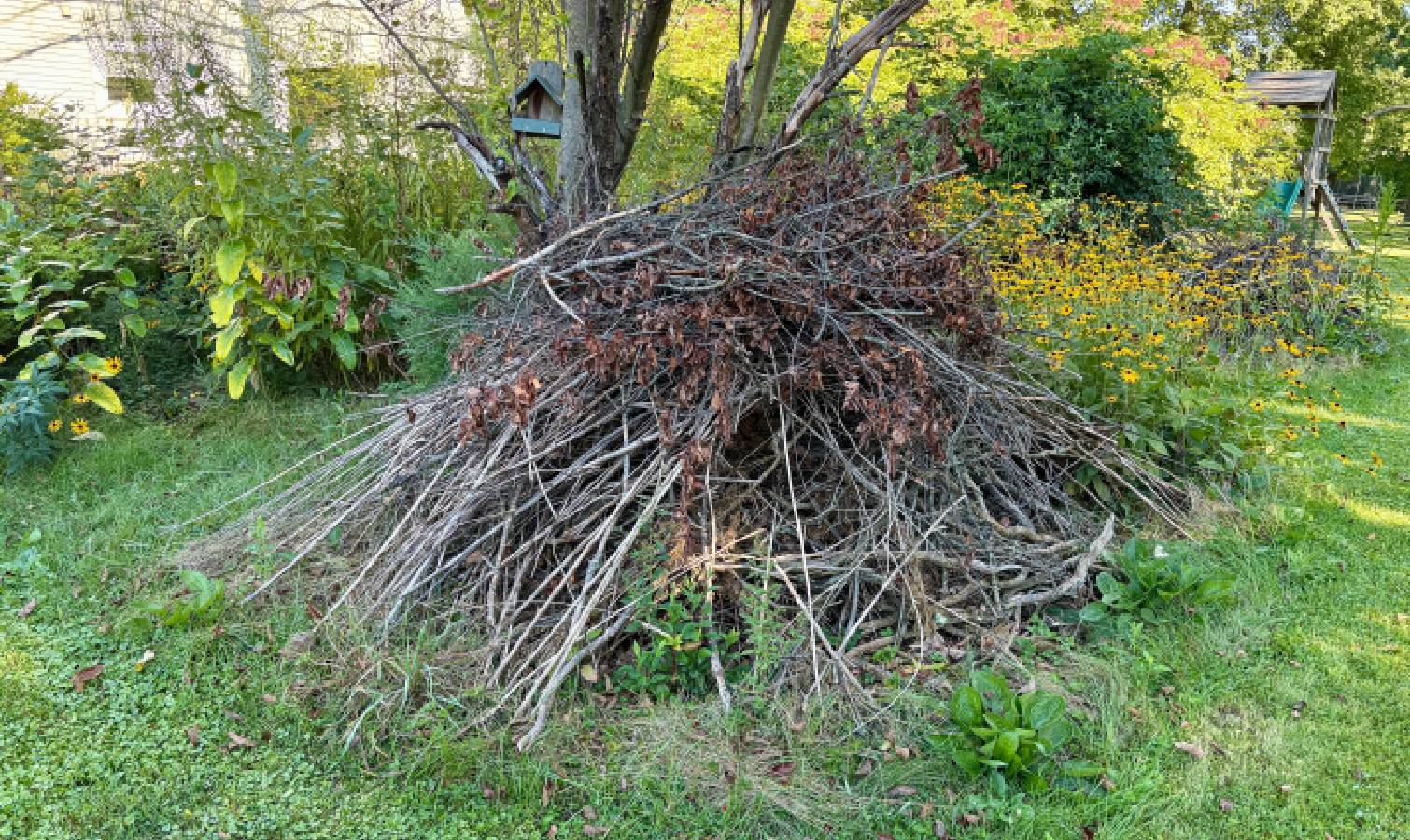 Brush pile in yard