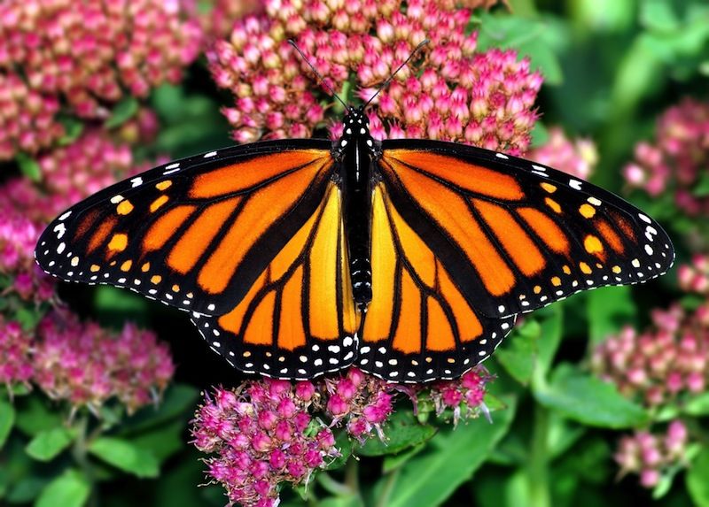 Monarch Butterfly