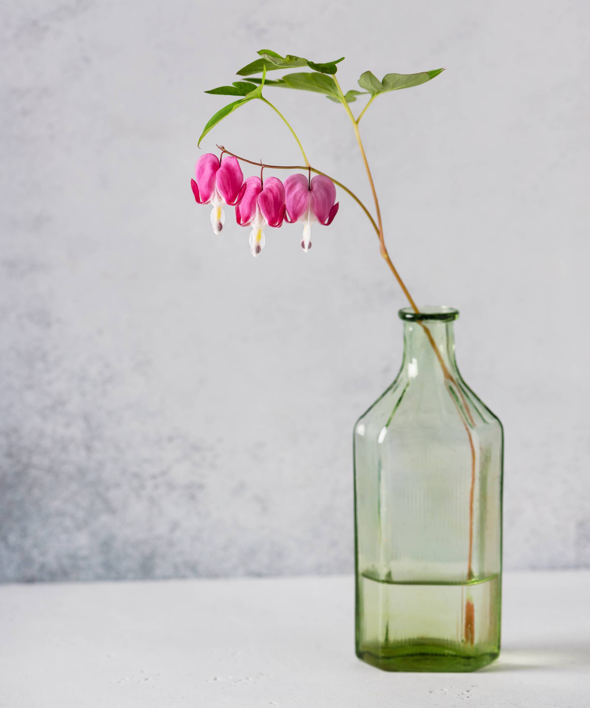 A sprig of bleeding heart flowers in a glass vase