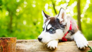 Husky puppy hanging over fence