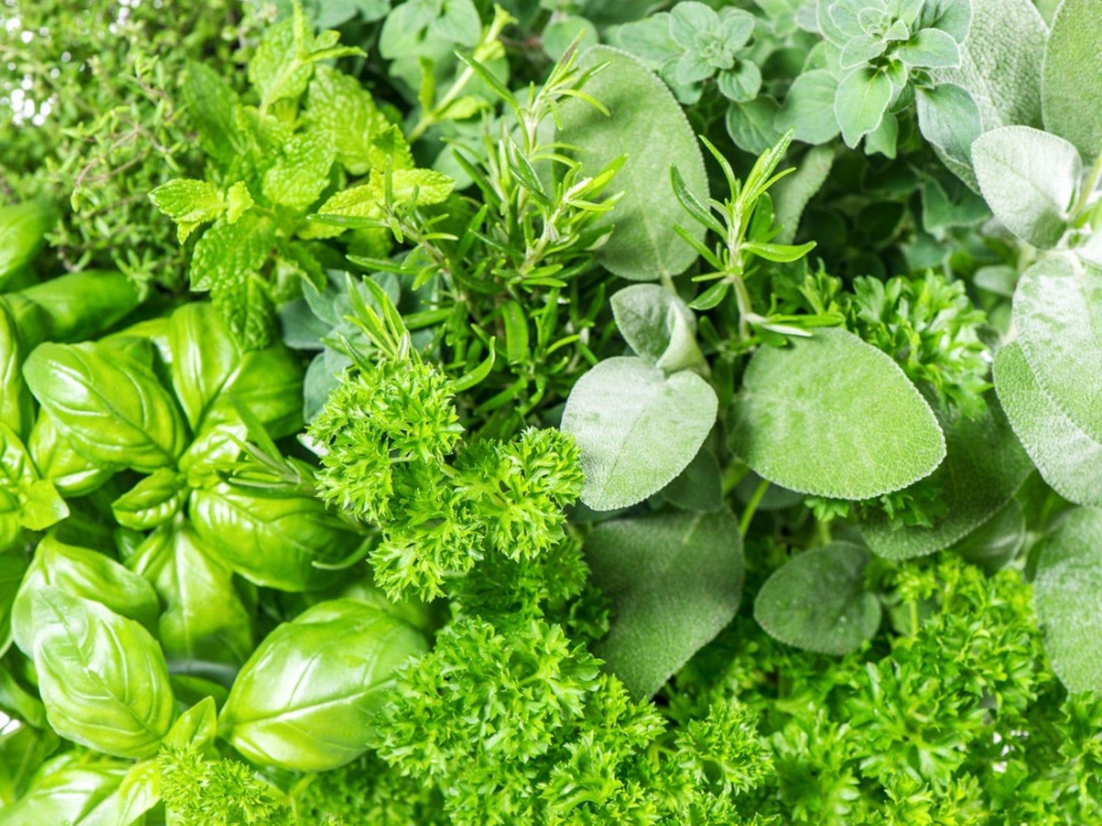 Green vegetable bed. Петрушка базилик кинза. Кервель микрозелень. Базилик тимьян петрушка.