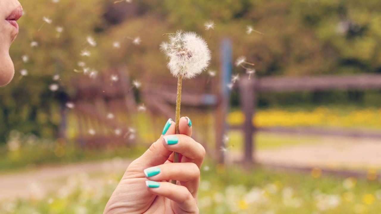 A woman blowing a dandelion in a field