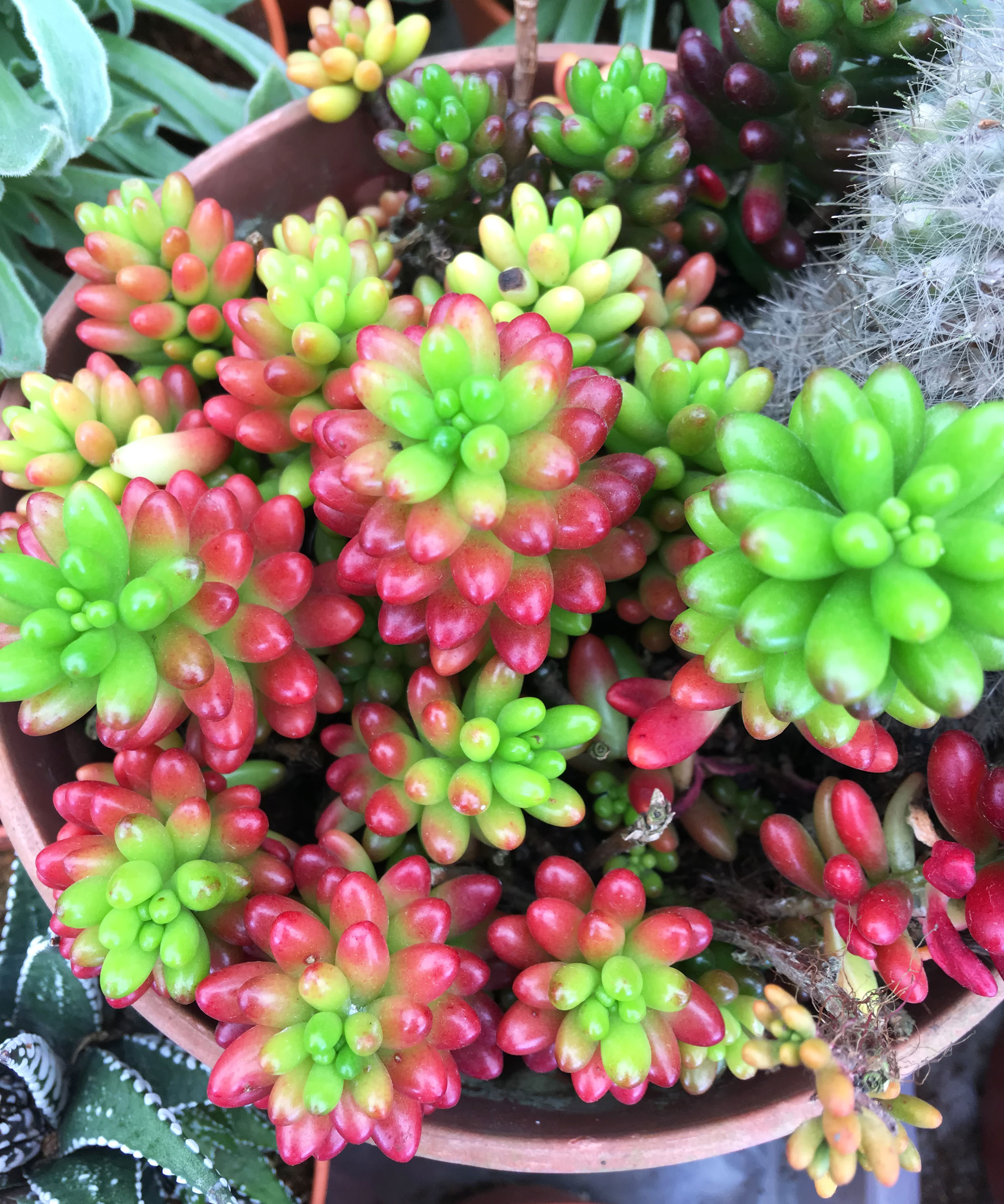 jelly bean plant growing in container