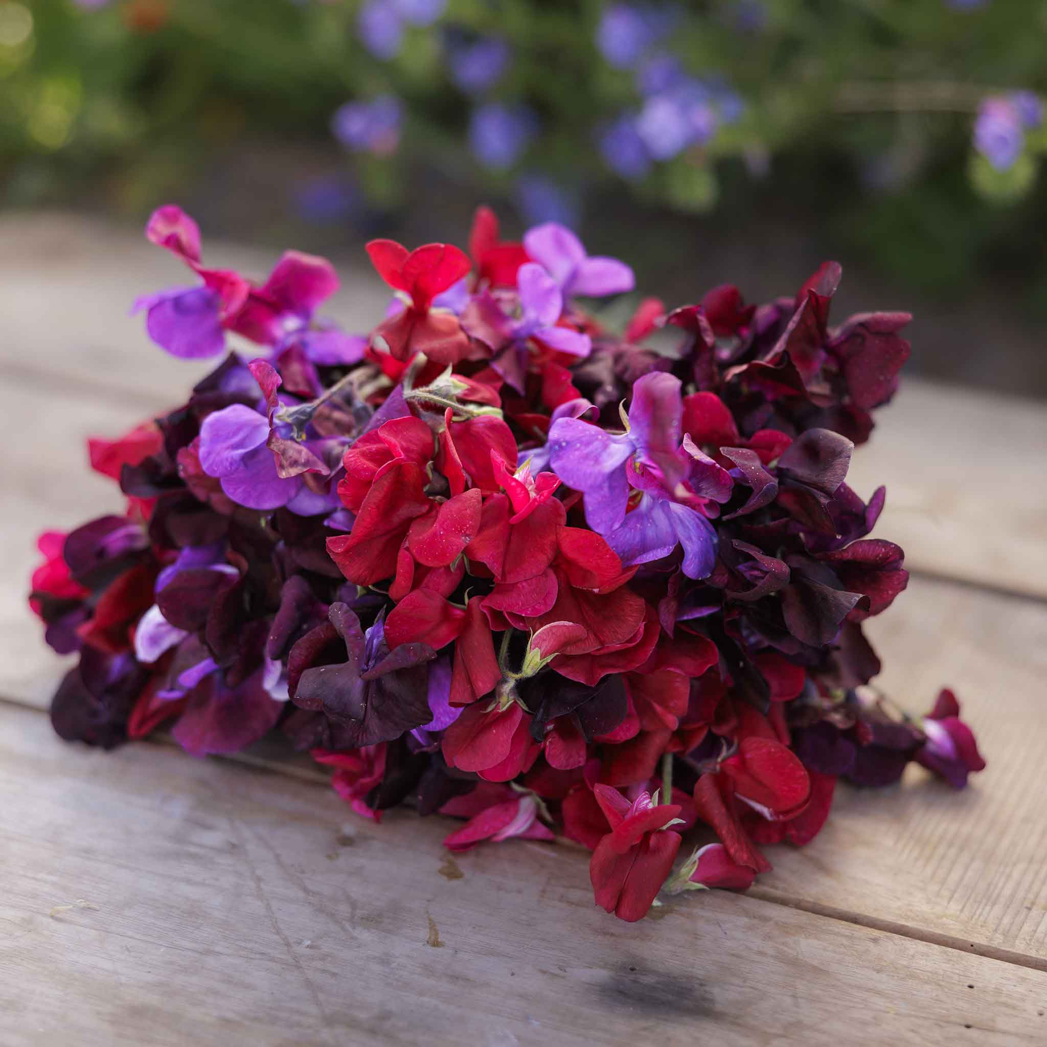 Sweet Pea Seeds - Passion Mix