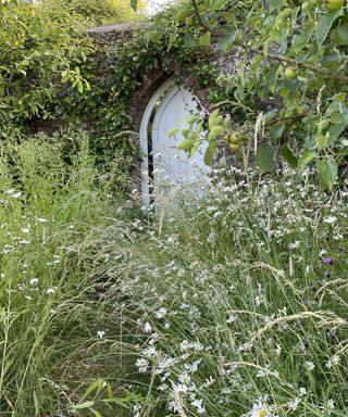 wildflower garden with door and Gothic arch