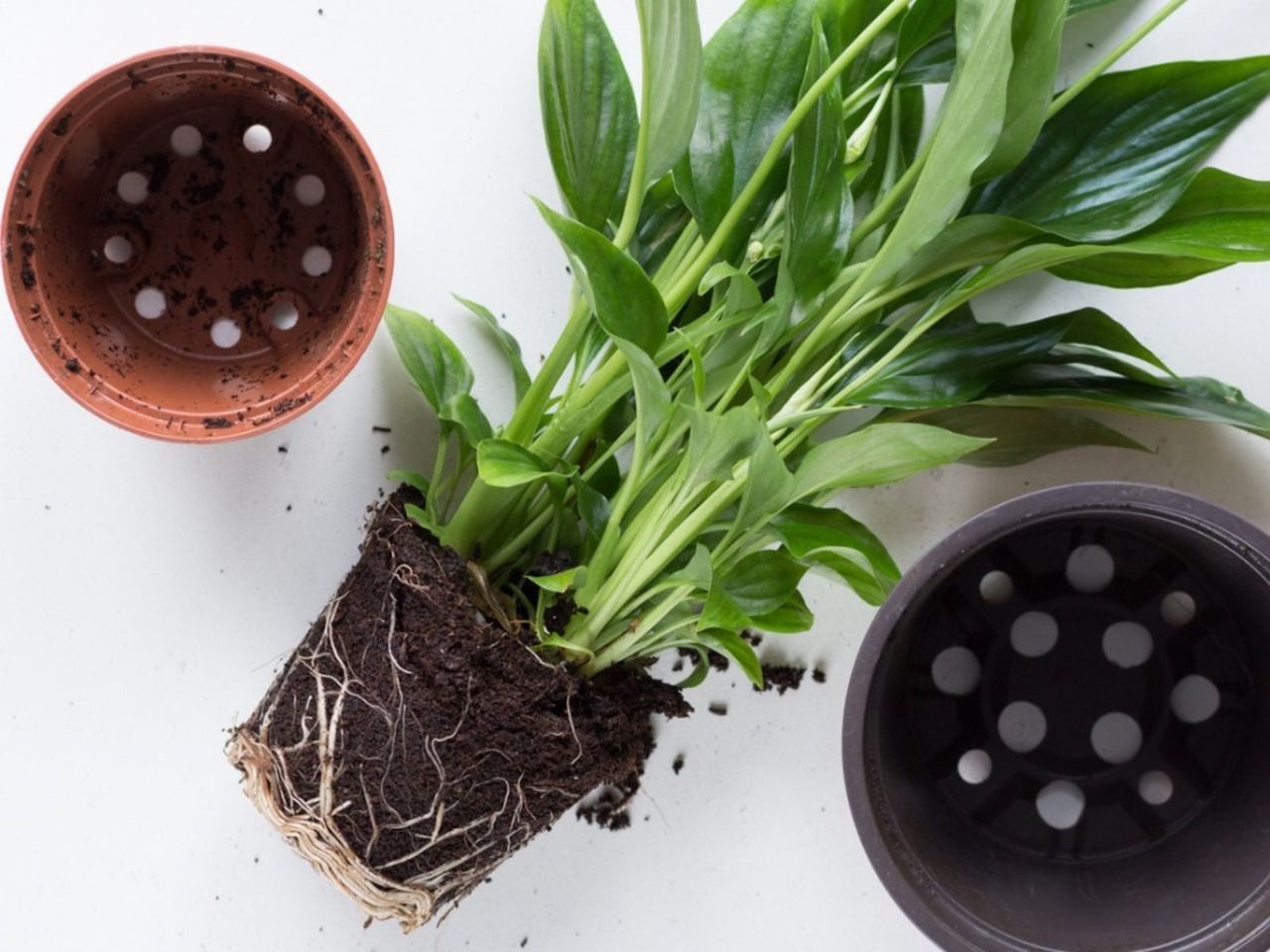 Containers Next To An Uprooted Peace Lily Plant