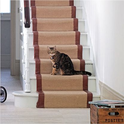 white stairway with rugs and black with brown cat
