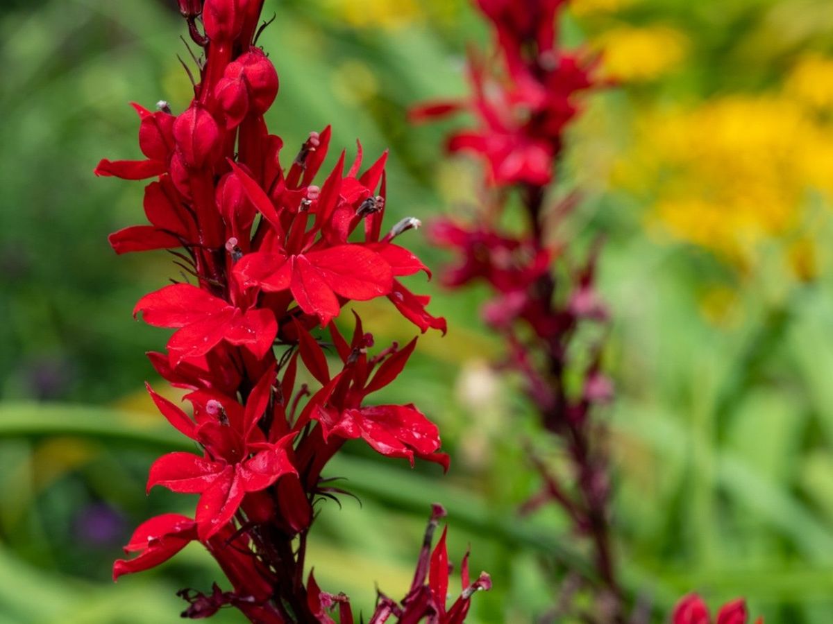 What Is A Cardinal Flower Information About The Cardinal Wildflower