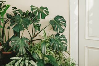 Home greenhouse. Large monstera leaves.