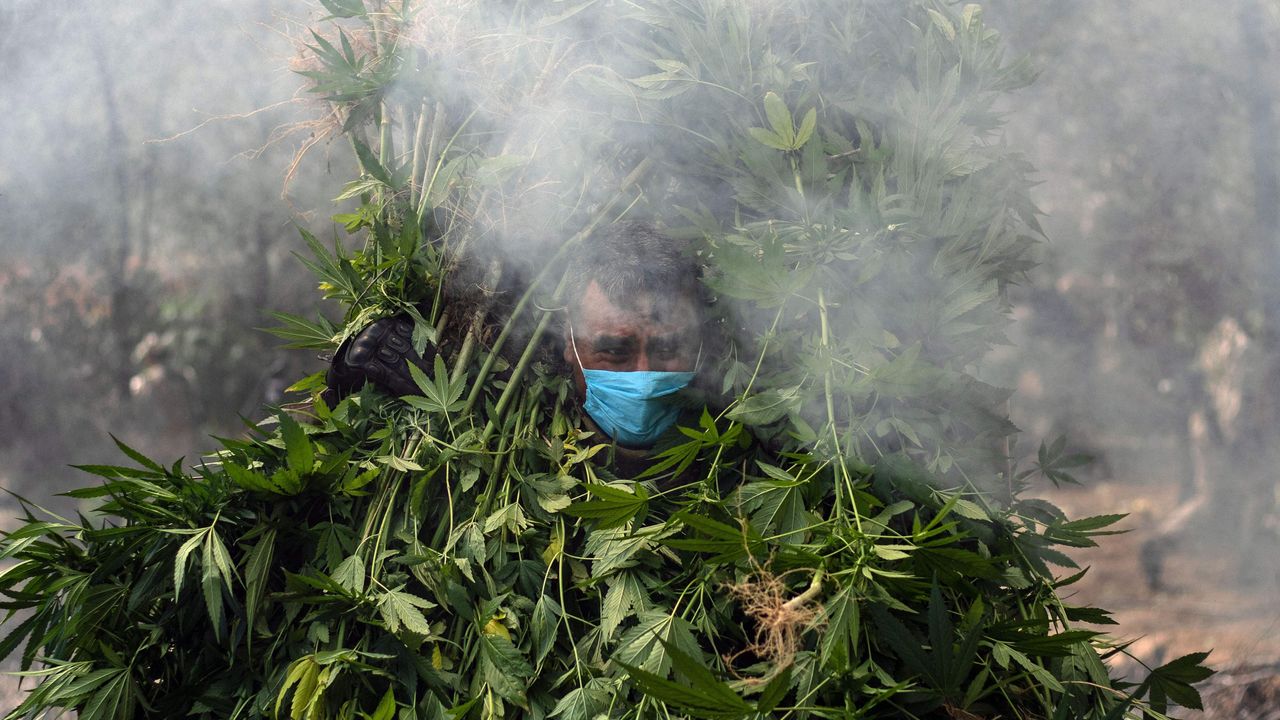 Mexican soldiers destroy a marijuana plantation near La Rumorosa town in Tecate.